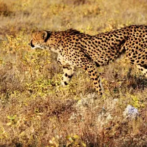 Explore 3 Days Oldoinyo Lengai climbing for 3 days with Africa Outland Safaris and discover unforgettable experiences - Photo 3