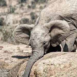 Explore Day trip in Tarangire National Park for 1 days with Africa Outland Safaris and discover unforgettable experiences - Photo 11