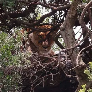 Explore 5 Days living Among lions luxury ,Tanzania safari. for 5 days with Africa Outland Safaris and discover unforgettable experiences - Photo 6