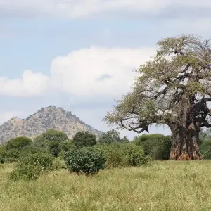 Explore 6 Days Tanzania Great Rift valley luxury safari for 6 days with Africa Outland Safaris and discover unforgettable experiences - Photo 4