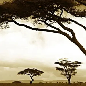 Explore 5 DAYS SERENGETI HOT AIR BALLOON SAFARI for 5 days with Africa Outland Safaris and discover unforgettable experiences - Photo 2