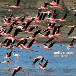 Explore six Days Big Five Safari for 6 days with Africa Outland Safaris and discover unforgettable experiences - Photo 3