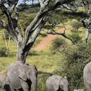 Explore 5 Days living Among lions luxury ,Tanzania safari. for 5 days with Africa Outland Safaris and discover unforgettable experiences - Photo 7