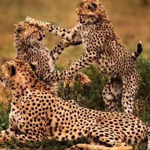 Explore 7 Days photograph Tented  camp safari. for 7 days with Africa Outland Safaris and discover unforgettable experiences - Photo 6