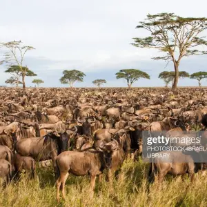 Explore six Days Big Five Safari for 6 days with Africa Outland Safaris and discover unforgettable experiences - Photo 4