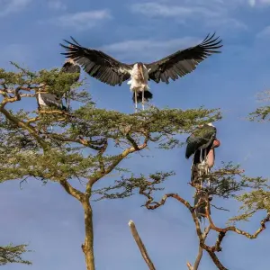Explore 5 DAYS SERENGETI HOT AIR BALLOON SAFARI for 5 days with Africa Outland Safaris and discover unforgettable experiences - Photo 3