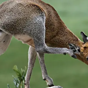 Explore 4 Days Serengeti camping private for 4 Pax for 4 days with Africa Outland Safaris and discover unforgettable experiences - Photo 3