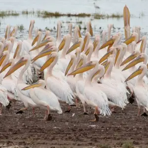 Explore 6 Days Tanzania Great Rift valley luxury safari for 6 days with Africa Outland Safaris and discover unforgettable experiences - Photo 6