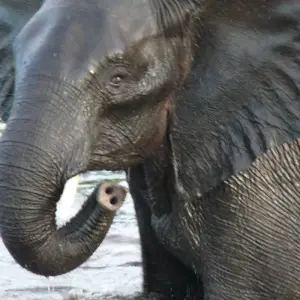 Explore Victoria Falls to Cape Town 22 Days Overlanding for 22 days with Africa Travel Co. and discover unforgettable experiences - Photo 3