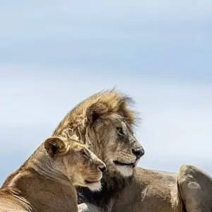 Explore six Days Big Five Safari for 6 days with Africa Outland Safaris and discover unforgettable experiences - Photo 6