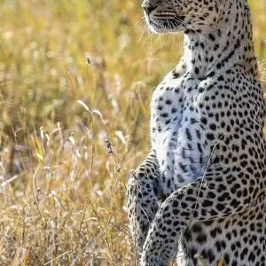 Explore 5 Days living Among lions luxury ,Tanzania safari. for 5 days with Africa Outland Safaris and discover unforgettable experiences - Photo 9