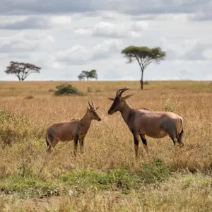 Explore 5 DAYS SERENGETI HOT AIR BALLOON SAFARI for 5 days with Africa Outland Safaris and discover unforgettable experiences - Photo 5