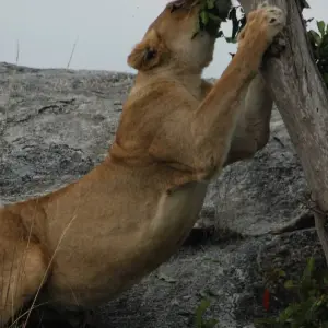 Explore Cape Town to Victoria Falls 22 Days Overlanding for 22 days with Africa Travel Co. and discover unforgettable experiences - Photo 5