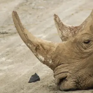 Explore Nairobi to Cape Town 43 Days Overlanding for 43 days with Africa Travel Co. and discover unforgettable experiences - Photo 2