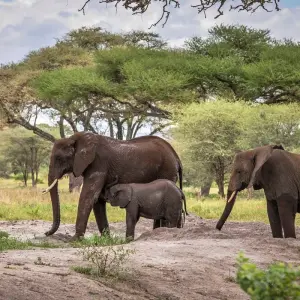 Explore 5 DAYS SERENGETI HOT AIR BALLOON SAFARI for 5 days with Africa Outland Safaris and discover unforgettable experiences - Photo 6
