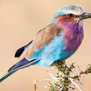 Explore 4 Days Serengeti camping private for 4 Pax for 4 days with Africa Outland Safaris and discover unforgettable experiences - Photo 6