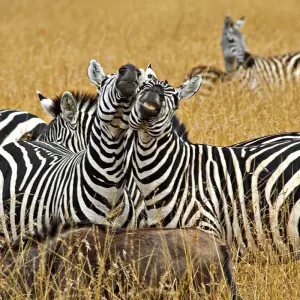 Explore six Days Big Five Safari for 6 days with Africa Outland Safaris and discover unforgettable experiences - Photo 8