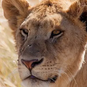 Explore 4 Days Serengeti camping private for 4 Pax for 4 days with Africa Outland Safaris and discover unforgettable experiences - Photo 7