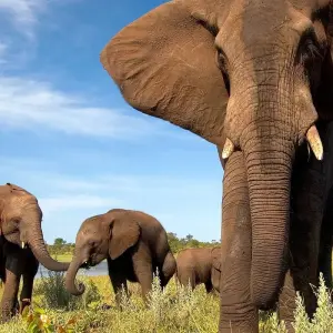 Explore Cape Town to Victoria Falls 22 Days Overlanding for 22 days with Africa Travel Co. and discover unforgettable experiences - Photo 7