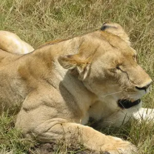 Explore Nairobi To Nairobi 11 Days Overlanding for 11 days with Africa Travel Co. and discover unforgettable experiences - Photo 7