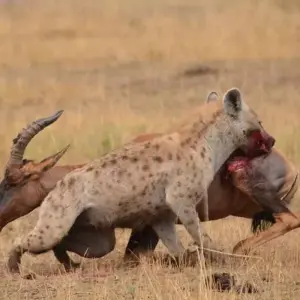 Explore 4 Days Serengeti camping private for 4 Pax for 4 days with Africa Outland Safaris and discover unforgettable experiences - Photo 8