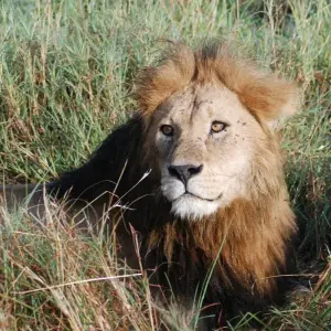 Explore Nairobi To Cape Town 57 Days Overlanding for 57 days with Africa Travel Co. and discover unforgettable experiences - Photo 7