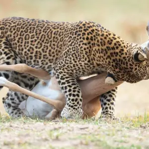 Explore 4 Days Serengeti camping private for 4 Pax for 4 days with Africa Outland Safaris and discover unforgettable experiences - Photo 9