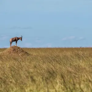 Explore 5 DAYS SERENGETI HOT AIR BALLOON SAFARI for 5 days with Africa Outland Safaris and discover unforgettable experiences - Photo 9