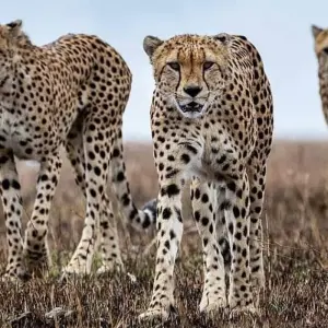 Explore six Days Big Five Safari for 6 days with Africa Outland Safaris and discover unforgettable experiences - Photo 11