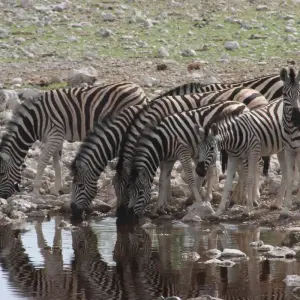 Explore Nairobi to Cape Town 43 Days Overlanding for 43 days with Africa Travel Co. and discover unforgettable experiences - Photo 6