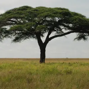 Explore Nairobi To Victoria Falls 22 Days Overlanding for 22 days with Africa Travel Co. and discover unforgettable experiences - Photo 8