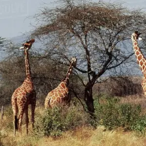 Explore 3 Days Samburu Budget safari for 3 days with African Breeze Safaris and discover unforgettable experiences - Photo 4