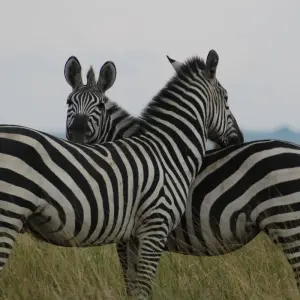 Explore Nairobi To Victoria Falls 22 Days Overlanding for 22 days with Africa Travel Co. and discover unforgettable experiences - Photo 9