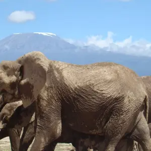 Explore 3 Days Jumbo Elephants Safari in Amboseli for 3 days with African Breeze Safaris and discover unforgettable experiences - Photo 6