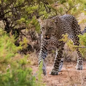 Explore 3 Days Samburu Budget safari for 3 days with African Breeze Safaris and discover unforgettable experiences - Photo 5