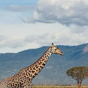 Explore 5 -Day Amboseli- Tsavo West - East -Mombasa drop off for 5 days with African Breeze Safaris and discover unforgettable experiences - Photo 3