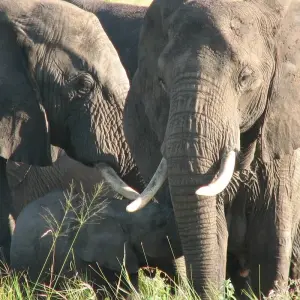 Explore Nairobi To Victoria Falls 22 Days Overlanding for 22 days with Africa Travel Co. and discover unforgettable experiences - Photo 11