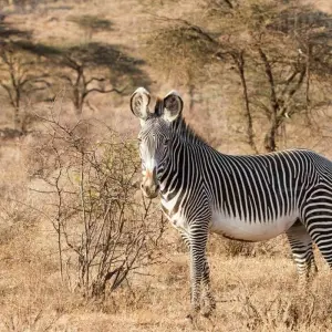 Explore 3 Days Samburu Budget safari for 3 days with African Breeze Safaris and discover unforgettable experiences - Photo 6