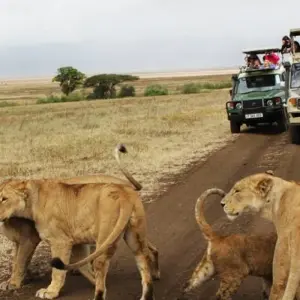 4 Days Amazing Kenya Safari - 4 days with Africa Venture Safaris - Photo 2 Explore 4 Days Amazing Kenya Safari for 4 days with Africa Venture Safaris and discover unforgettable experiences - Photo 2