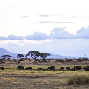 Explore 4 Day Masai Mara- Lake Nakuru mid range safari for 4 days with African Breeze Safaris and discover unforgettable experiences - Photo 5