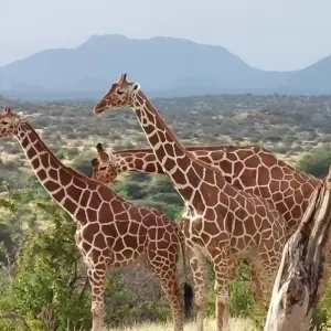 Explore 7 Days Big five Watch safari for 7 days with African Breeze Safaris and discover unforgettable experiences - Photo 5