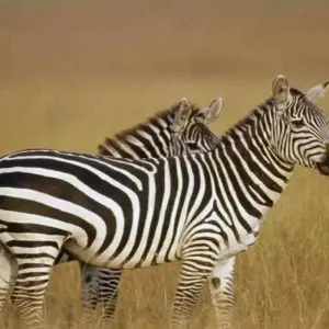 Kenya Round Trip Safari - 8 days with Africa Venture Safaris - Photo 3 Explore Kenya Round Trip Safari for 8 days with Africa Venture Safaris and discover unforgettable experiences - Photo 3