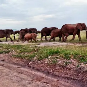 Kenya and Tanzania Overland Safari - 14 Days - 14 days with Africa Venture Safaris - Photo 2 Explore Kenya and Tanzania Overland Safari - 14 Days for 14 days with Africa Venture Safaris and discover unforgettable experiences - Photo 2