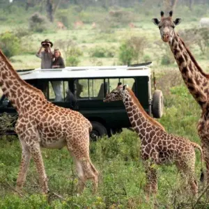 Explore 3 Days Masai Mara wilderbeest Migration watch Tour for 3 days with African Breeze Safaris and discover unforgettable experiences - Photo 9