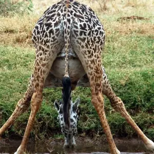 Explore 6 Days Bird watching safari (Masai Mara & the Lakes) for 6 days with African Breeze Safaris and discover unforgettable experiences - Photo 6