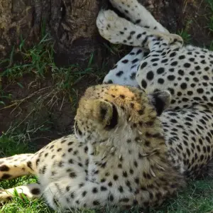 Explore 7 Days Masai Mara, the lakes & Amboseli safari. for 7 days with African Breeze Safaris and discover unforgettable experiences - Photo 6