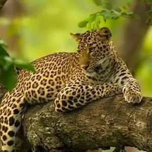 Kenya Round Trip Safari - 8 days with Africa Venture Safaris - Photo 4 Explore Kenya Round Trip Safari for 8 days with Africa Venture Safaris and discover unforgettable experiences - Photo 4