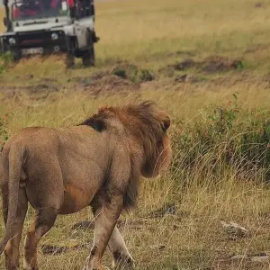 Explore 3 Days Masai Mara wilderbeest Migration watch Tour for 3 days with African Breeze Safaris and discover unforgettable experiences - Photo 10