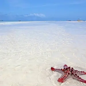 Explore Kenya Tanzania and Zanzibar Safari + Beach for 10 days with Africa Venture Safaris and discover unforgettable experiences - Photo 2