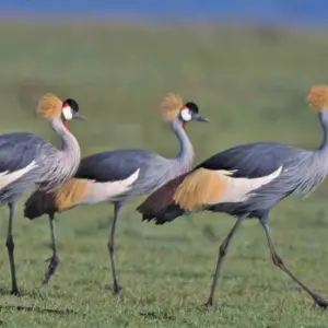 Explore 10 Days Kenya and Tanzania Adventure for 10 days with Africa Venture Safaris and discover unforgettable experiences - Photo 4